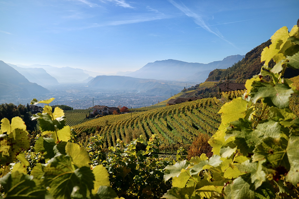Weinberge Bozen Südtirol