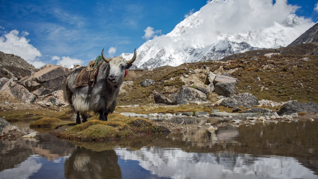 Trekking in Nepal